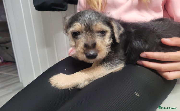 Patterdale Terrier dogs - Advert 1