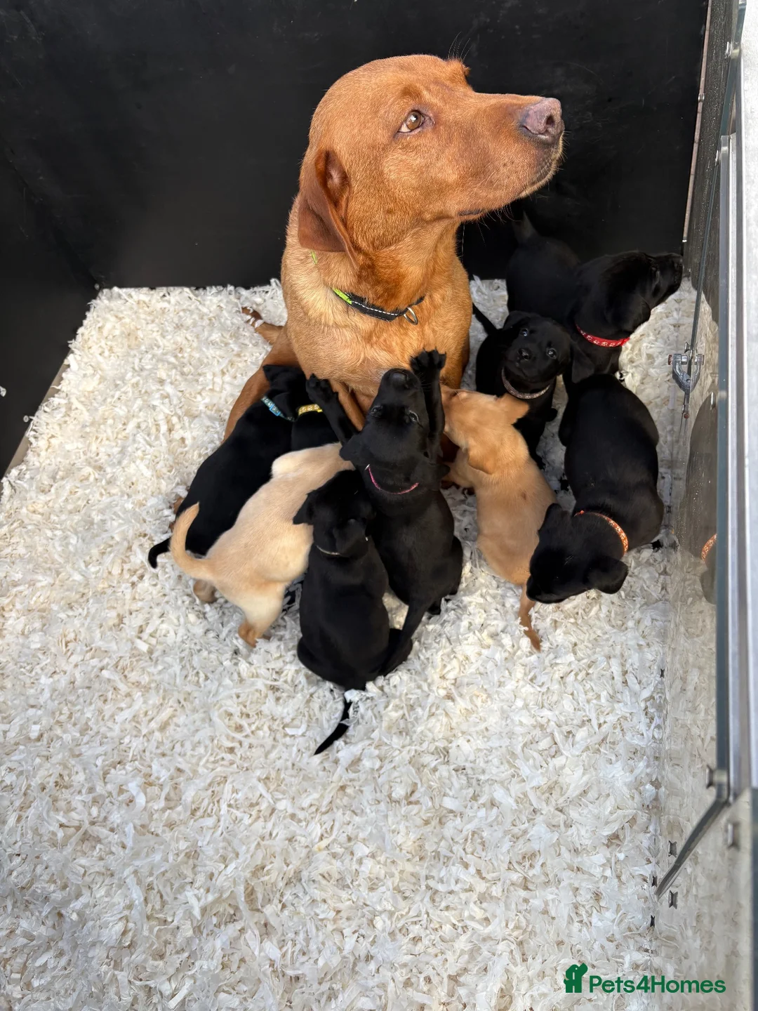 Labrador Retriever dogs for sale: Labrador retriever - Advert 11