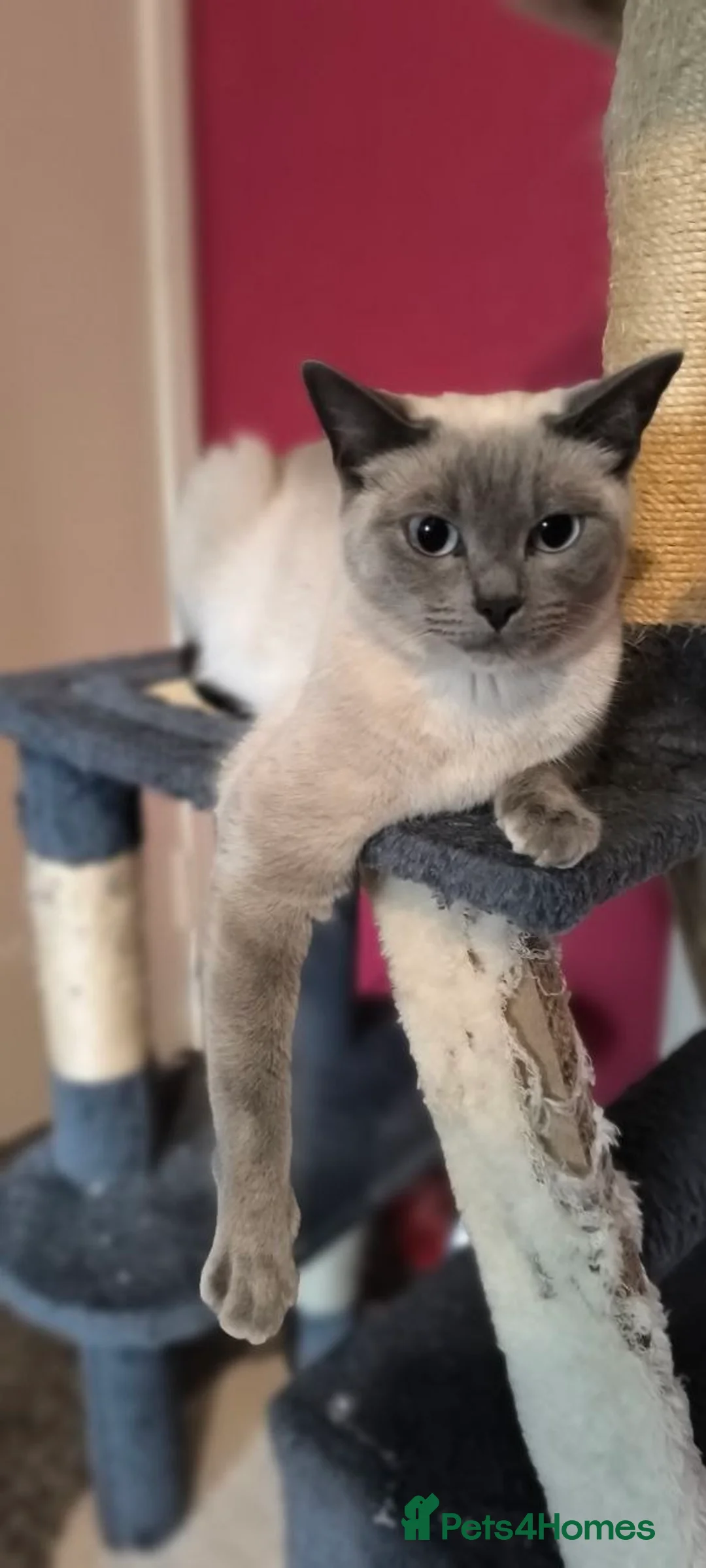 Ragdoll cats for sale: Beautiful girl - Advert 2