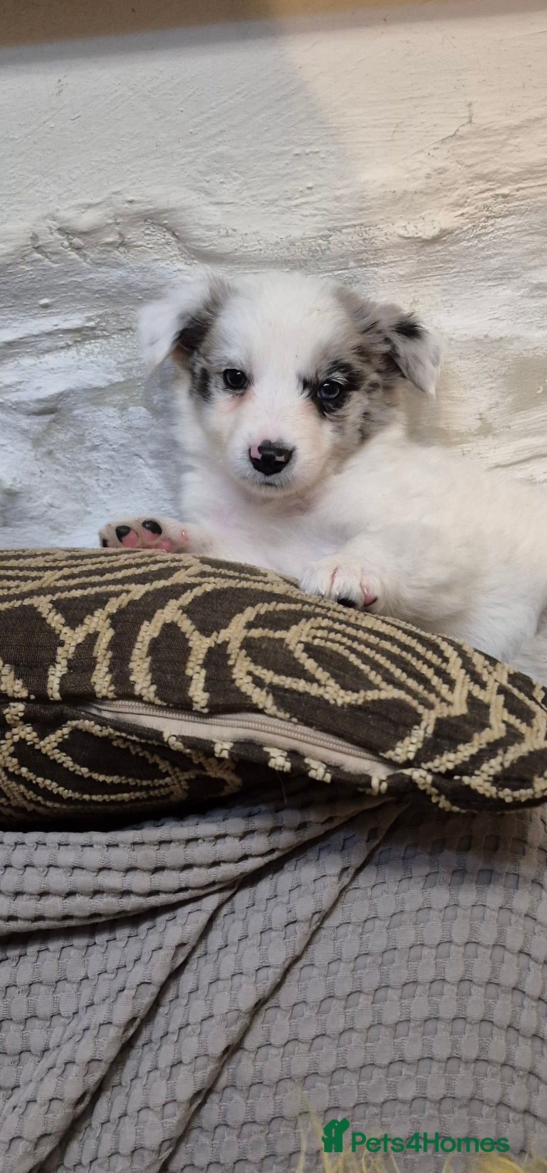 Border Collie dogs for sale: Blue Merles puppies  - Advert 4