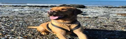 Labrador Retriever dogs for stud: Proven Stud in Workington - Advert 6