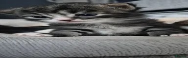 Kitten 1