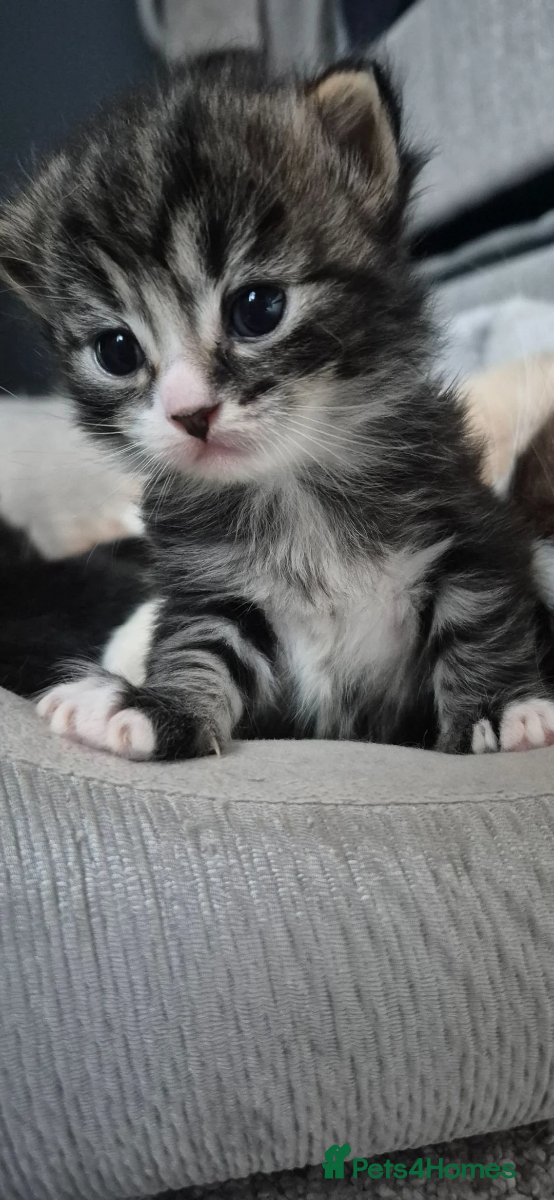 Mixed Breed cats for sale: Ragdoll Cross Kittens for Sale in Southampton - Advert 11