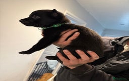Belgian Shepherd Dog dogs for sale: Belgian malinois - Image 10