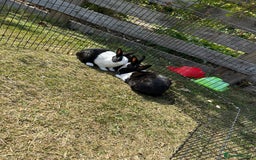 Dutch rabbits for sale: Beautiful Dutch rabbits  - Image 2