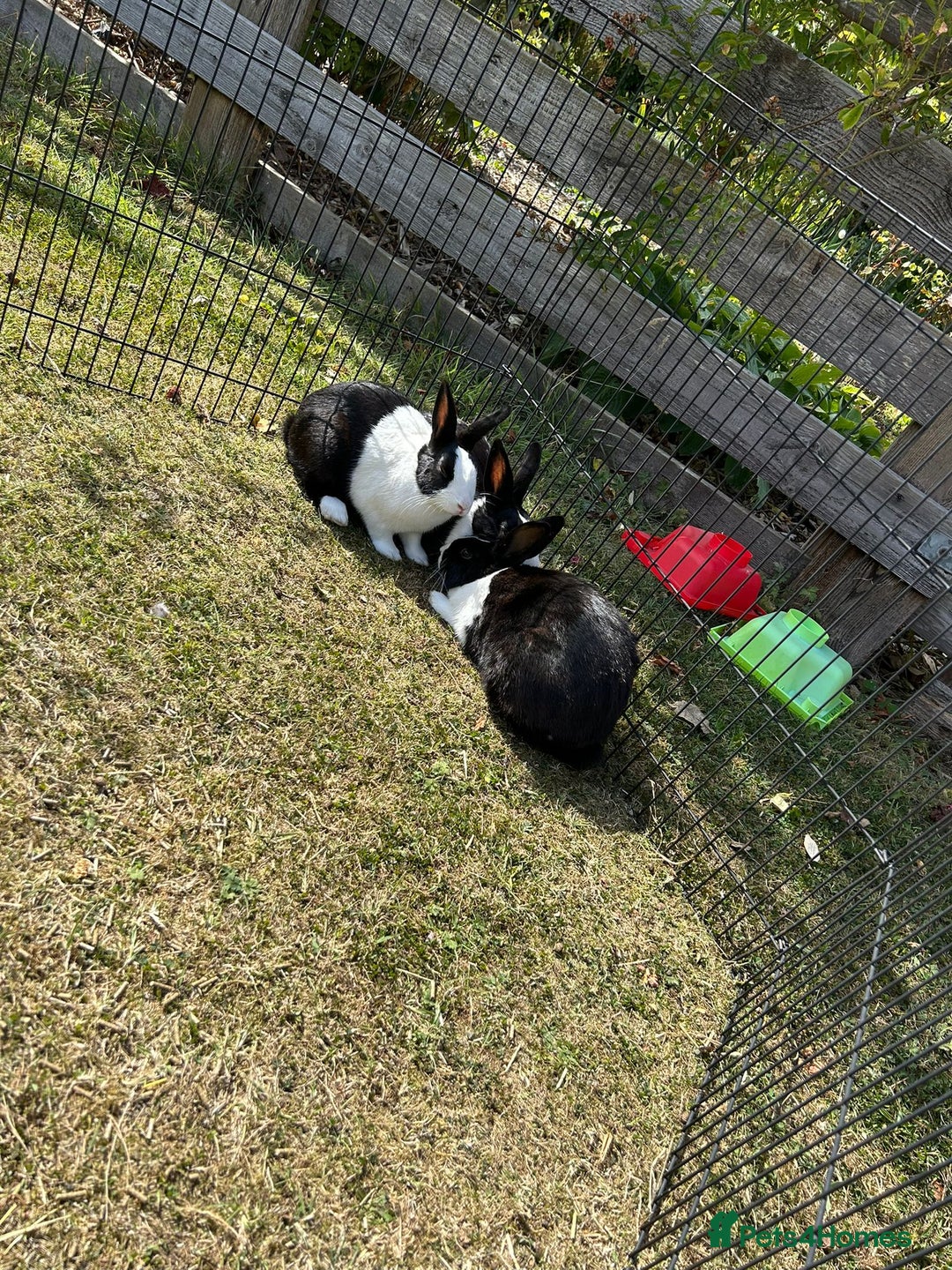Dutch rabbits for sale: Beautiful Dutch rabbits  - Image 2