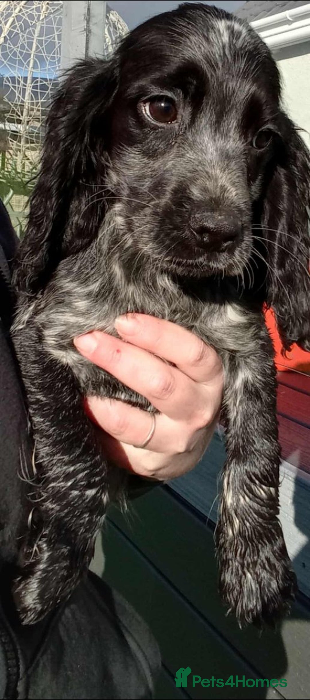 Cocker Spaniel dogs for sale: Working cocker spaniel pups - Image 5