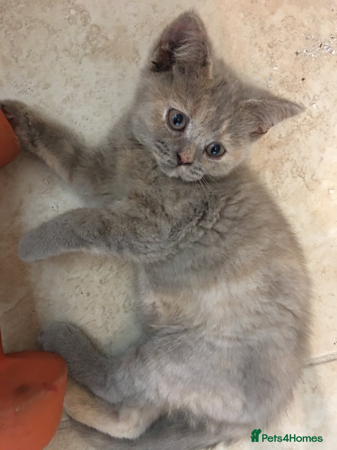 British Shorthair cats for sale: Stunning fluffy kittens  - Image 36