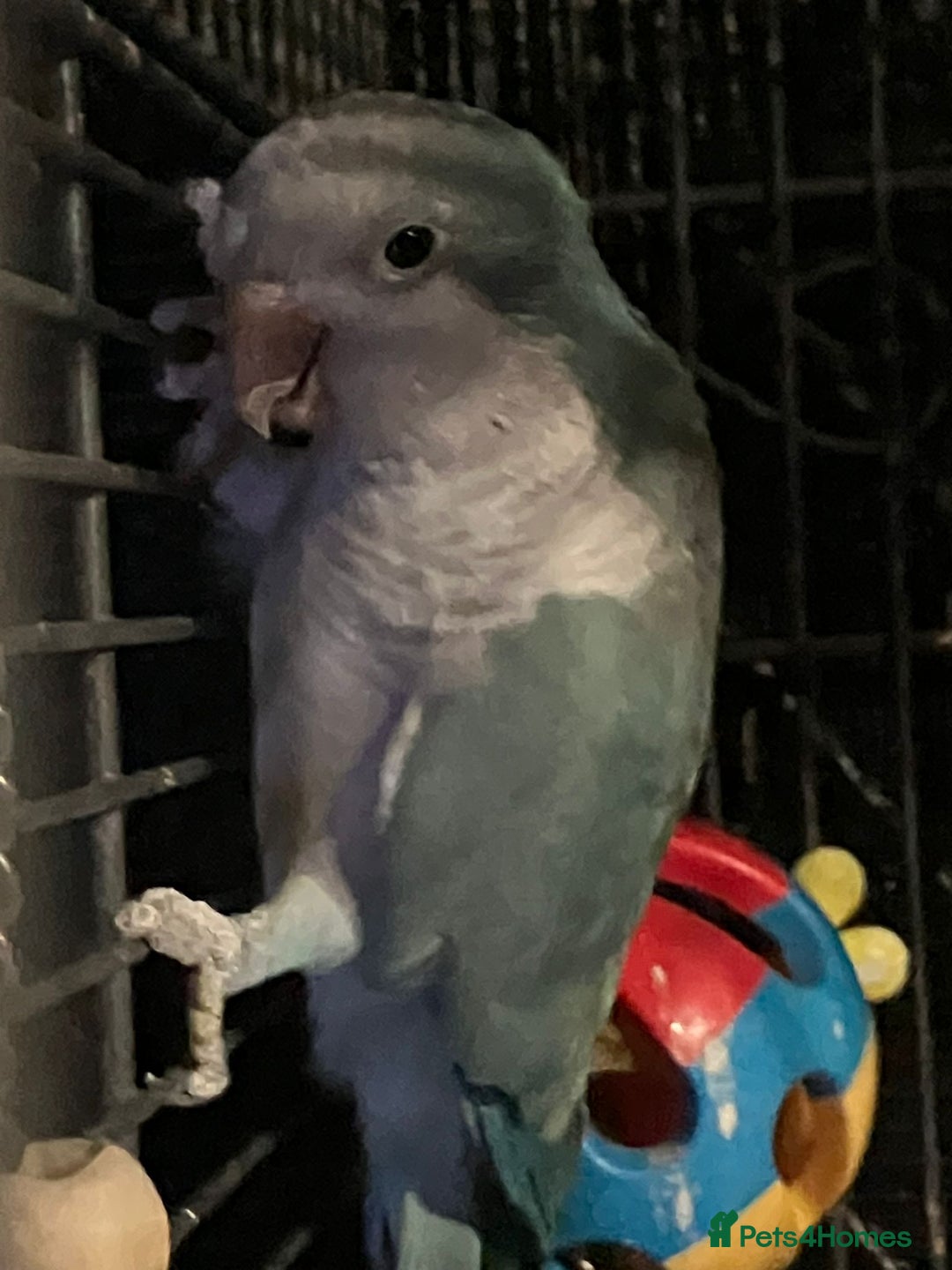 Parakeets birds for sale: Blue and white quaker parrot  - Advert 1