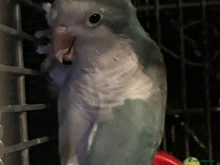 Parakeets birds Blue and white quaker parrot - Advert 1