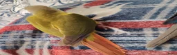 Conures birds for sale: Green cheek conures pineapple, turquoise, violet - Advert 2