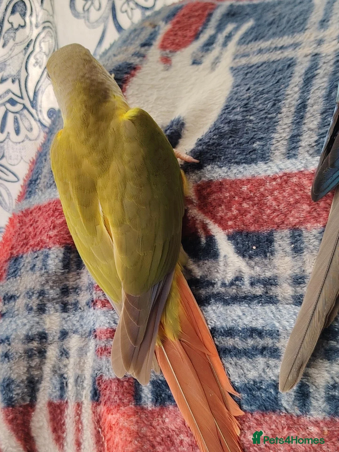 Conures birds for sale: Green cheek conures pineapple, turquoise, violet - Advert 2