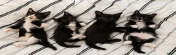 Domestic Shorthair cats for sale: Mixed litter of kittens - Advert 1