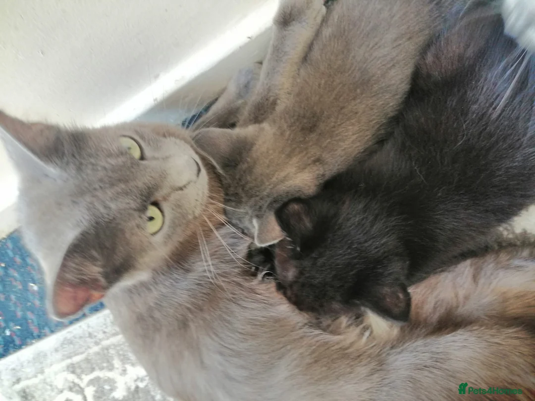 Ragdoll cats for sale: Ragdoll and rushian bluecat mix - Advert 2