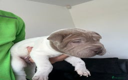 Shar Pei dogs for sale: Shar pei puppies - Image 3
