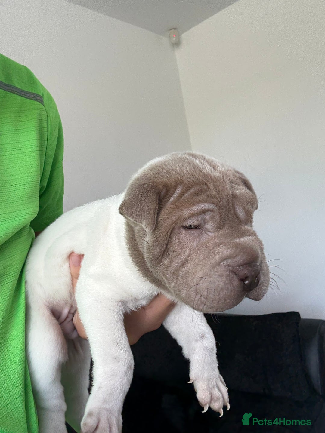 Shar Pei dogs for sale: Shar pei puppies - Image 3