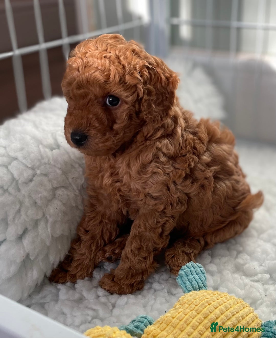 Miniature Poodle dogs for sale: 1 reserved 2 remaining ready 15th October  - Image 24