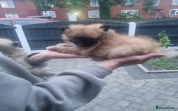 Pomeranian dogs for sale: Xxs Pomeraniums  - Image 7