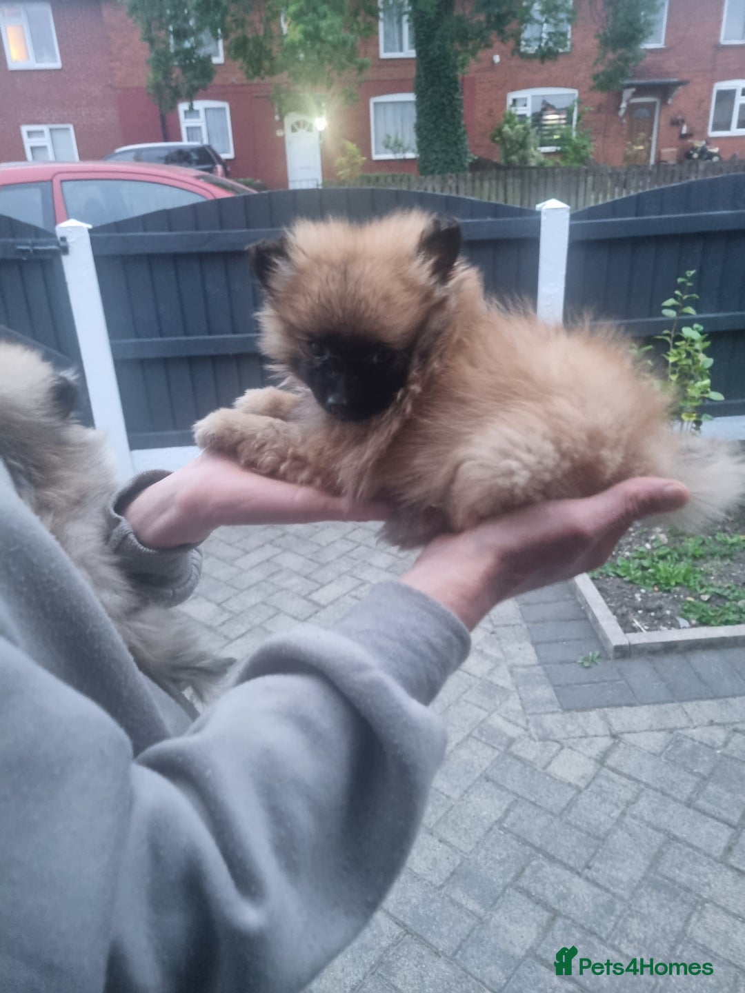 Pomeranian dogs for sale: Xxs Pomeraniums  - Image 7