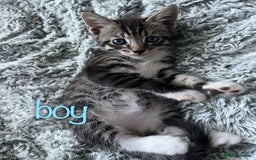 Maine Coon cats for sale: 3 gorgeous kittens for sale  - Image 9