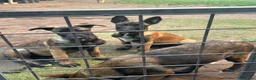 Belgian Shepherd Dog dogs for sale: Belgian malanois Shepard k9 in Birmingham - Advert 2