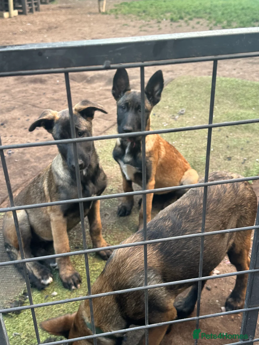 Belgian Shepherd Dog dogs for sale: Belgian malanois Shepard k9 in Birmingham - Advert 2