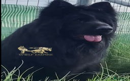 German Shepherd dogs for sale: ⭐️Beautiful long coat German Shepherd  puppies ⭐️ - Image 1