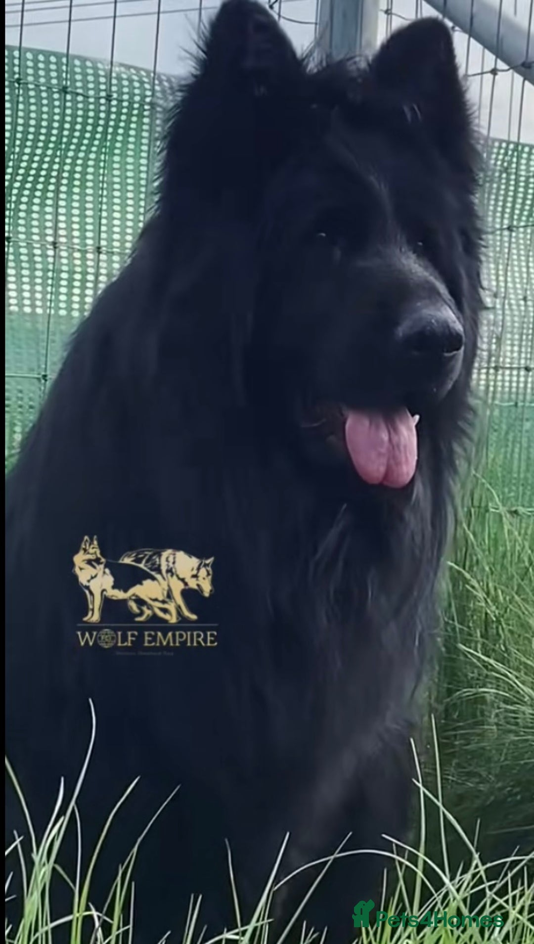 German Shepherd dogs for sale: ⭐️Beautiful long coat German Shepherd  puppies ⭐️ - Image 1