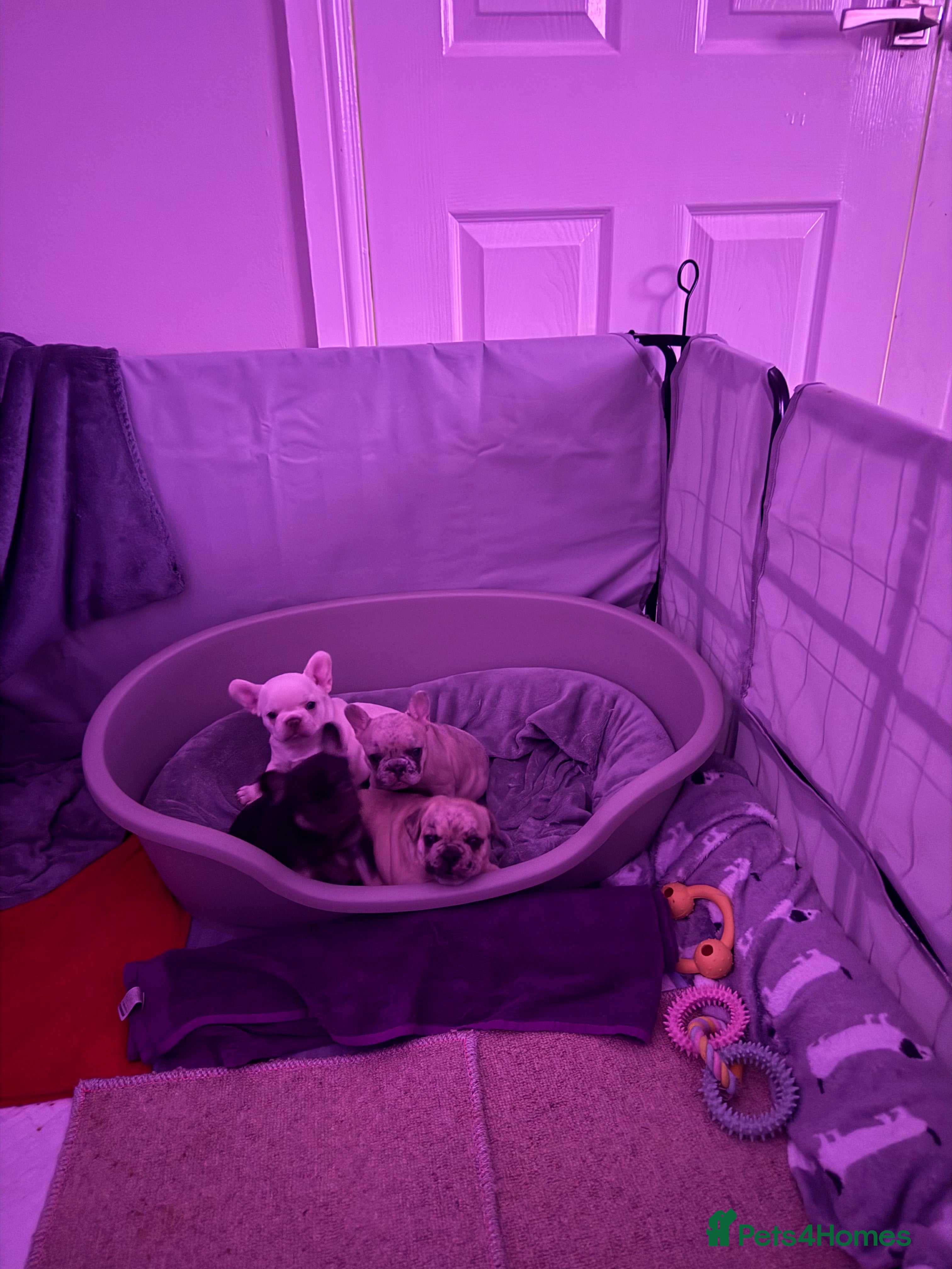 French Bulldog dogs French bulldogs  - Advert 4