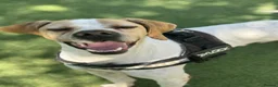 Mixed Breed dogs for adoption: ANJO  - Advert 2
