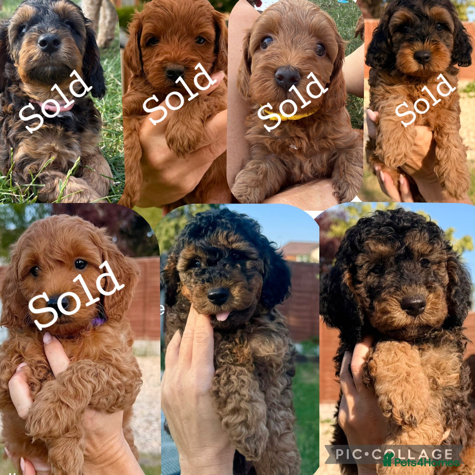 Cockapoo dogs Fully Health Tested Red & Sable F1B Cockapoos 🐶  - Advert 1