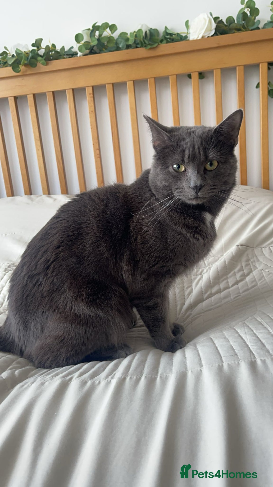 Chartreux cats GREY CHARTREUX CAT  - Advert 5