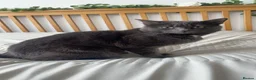 Chartreux cats for sale: GREY CHARTREUX CAT  in Ruislip - Advert 1