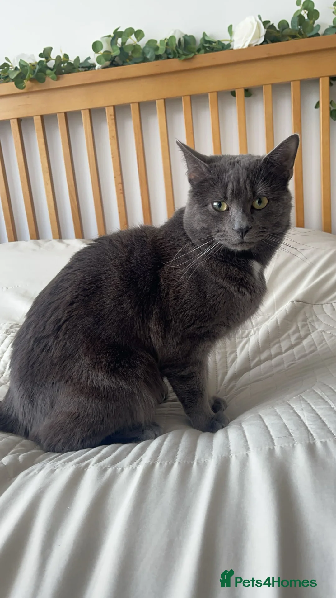 Chartreux cats for sale: GREY CHARTREUX CAT  in Ruislip - Advert 1