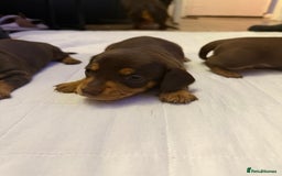 Miniature Dachshund dogs for sale: Chocolate & Tan Smooth haired - mini dachshund - Image 8