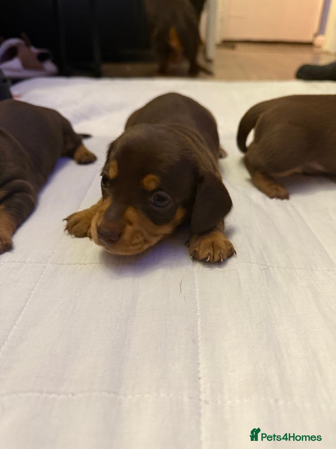 Miniature Dachshund dogs for sale: Chocolate & Tan Smooth haired - mini dachshund - Image 8