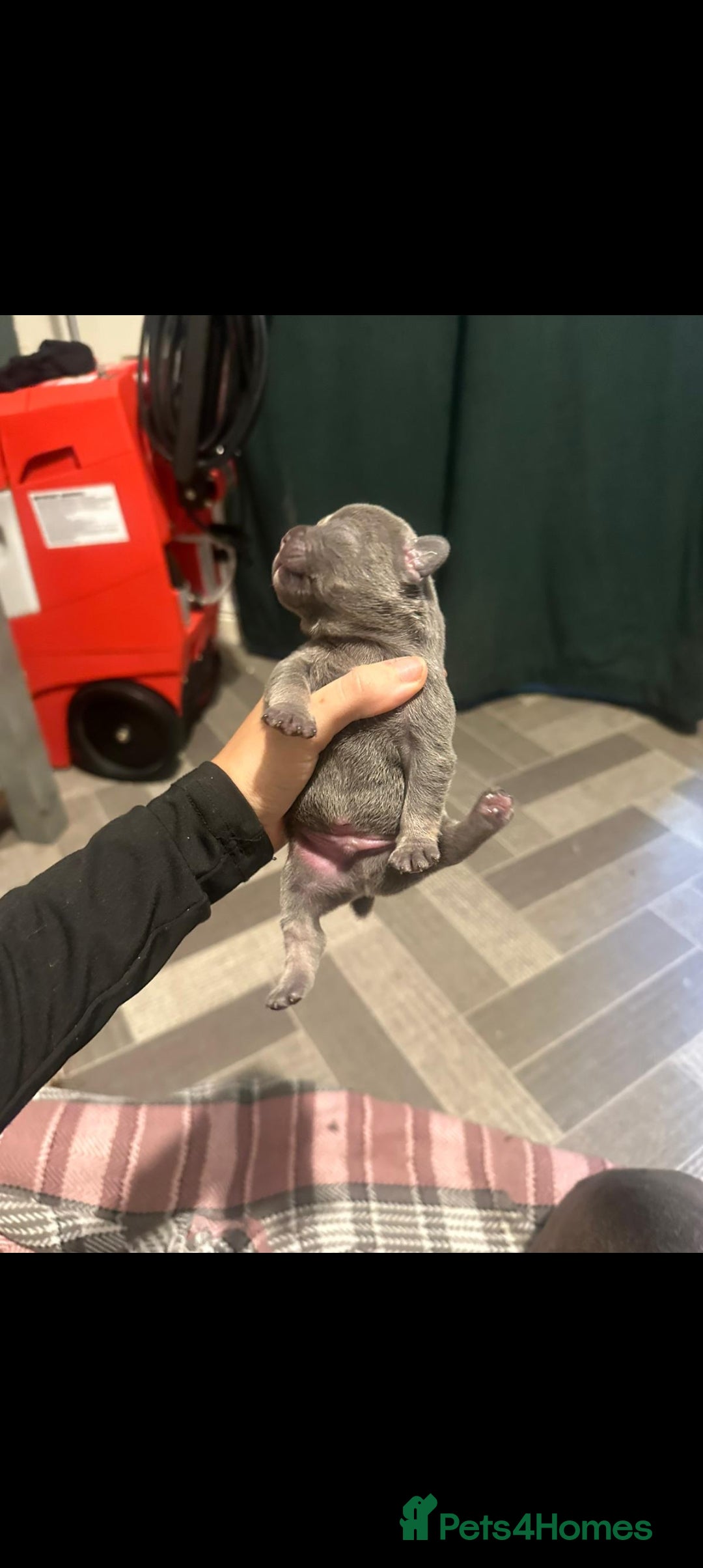 French Bulldog dogs for sale: French bulldog pups  - Image 6