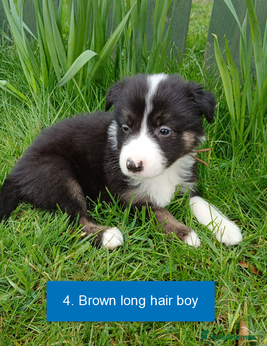 Border Collie dogs Pedigree tri-colour border collie puppies - Advert 1