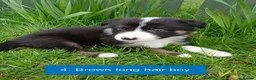 Border Collie dogs for sale: Pedigree tri-colour border collie puppies in Huntly - Advert 1