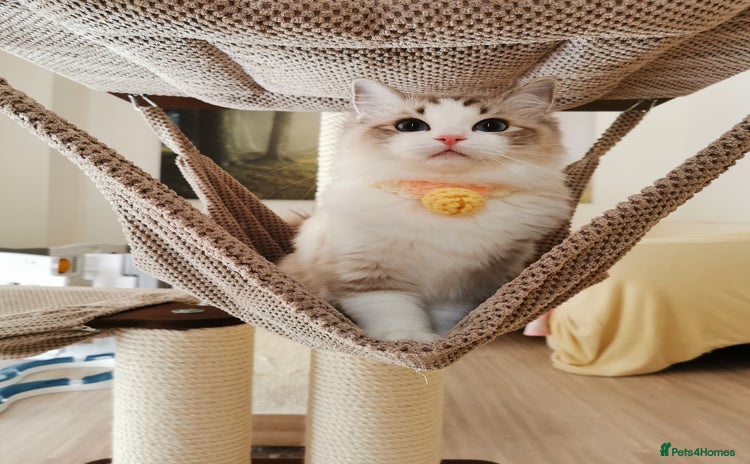 Ragdoll cats - Advert 10