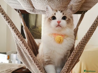 Ragdoll cats - Advert 32