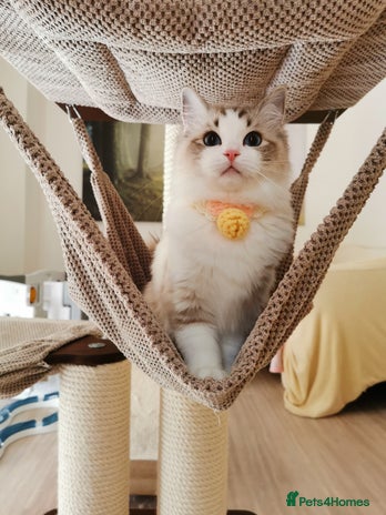 Ragdoll cats - Advert 14