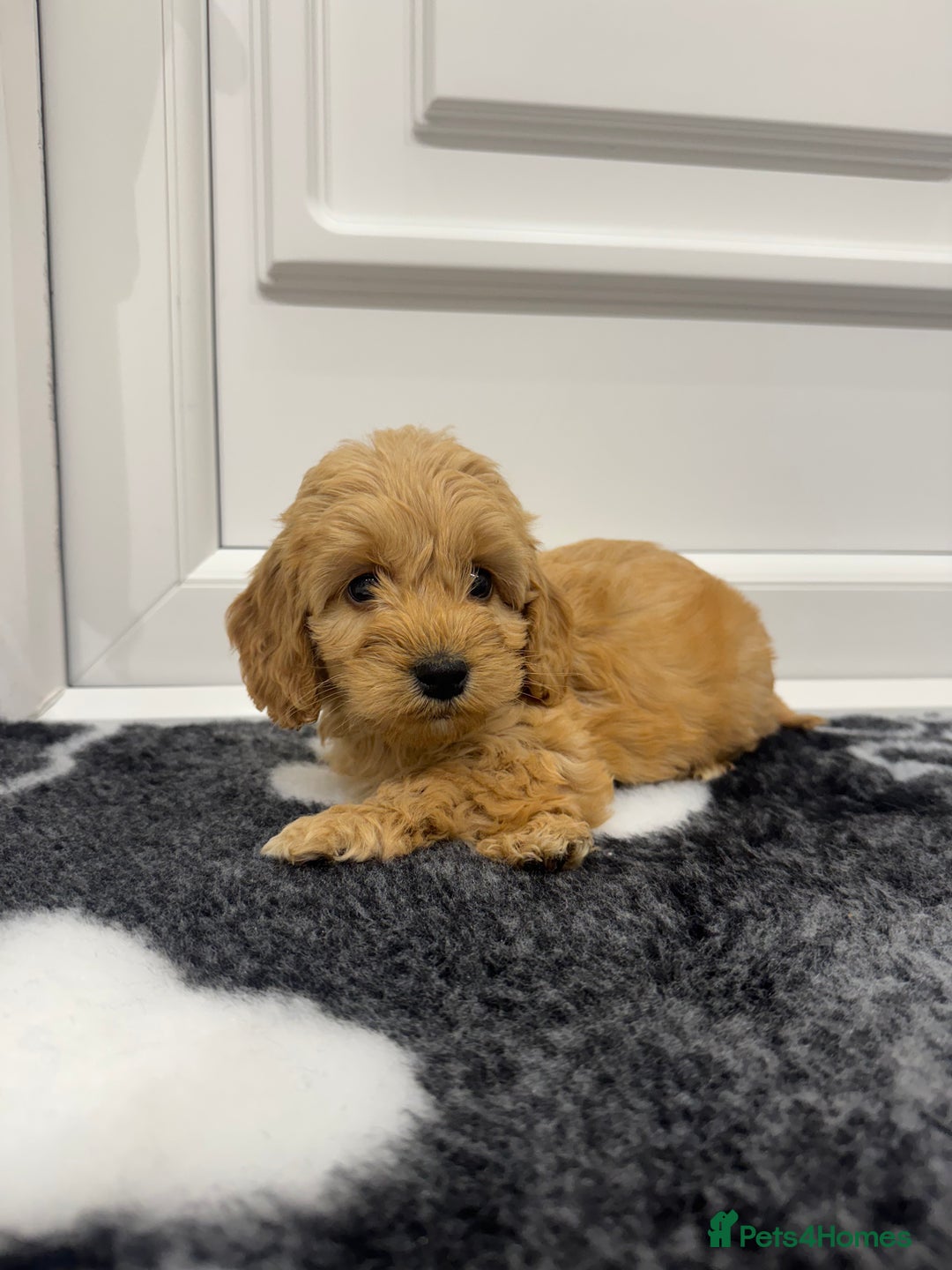 Cockapoo dogs for sale: F1 pra clear Cockapoos(council lincesed breeder) - Advert 13