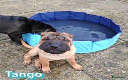 Shar Pei dogs for sale: Sujarah Shar Pei Puppies Available  - Image 11