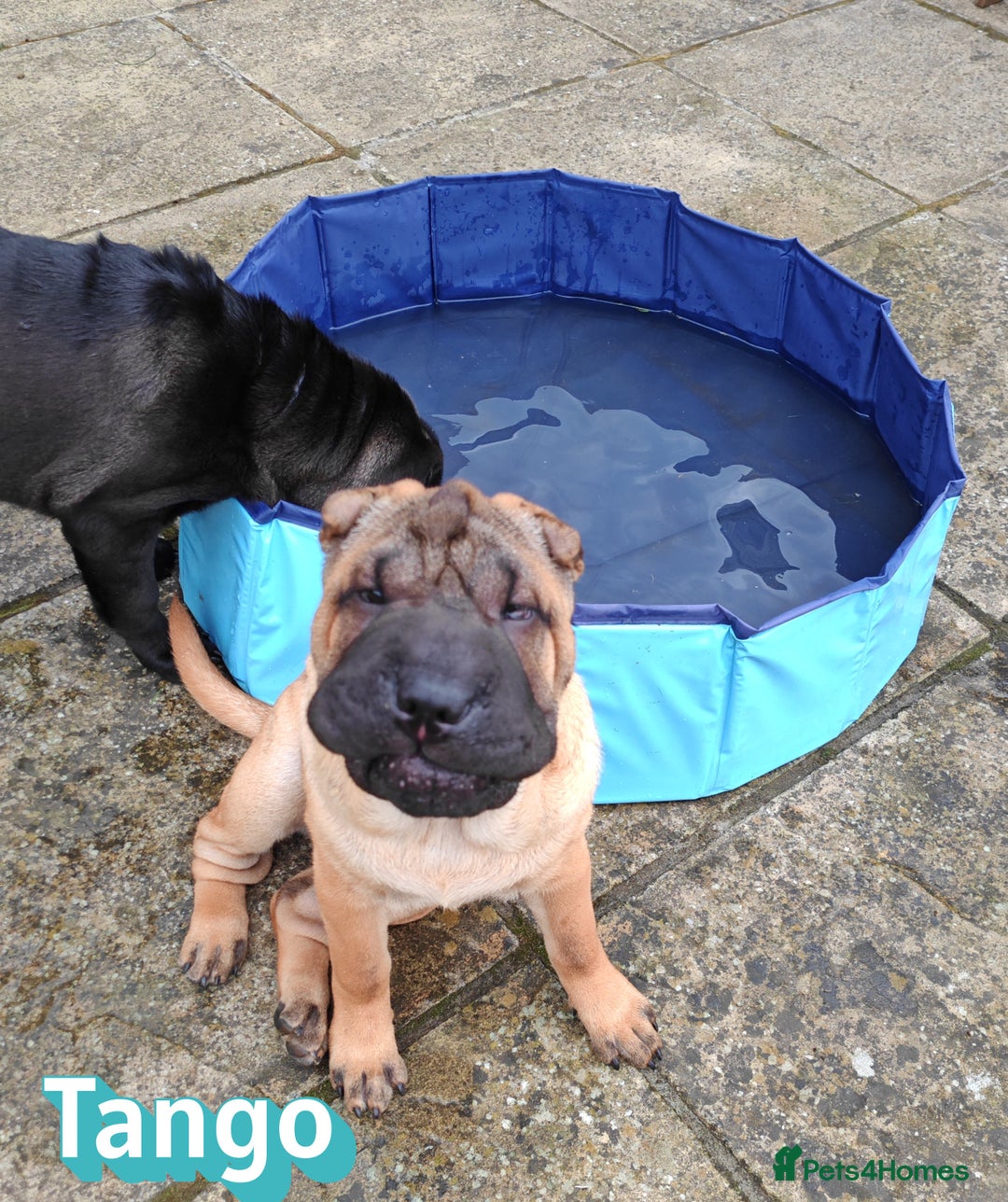 Shar Pei dogs for sale: Sujarah Shar Pei Puppies Available  - Image 11