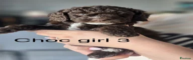 Chocolate girl 3