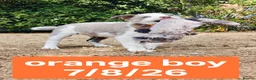 Border Collie dogs for sale: KC registered Border collie pups for sale - Advert 14