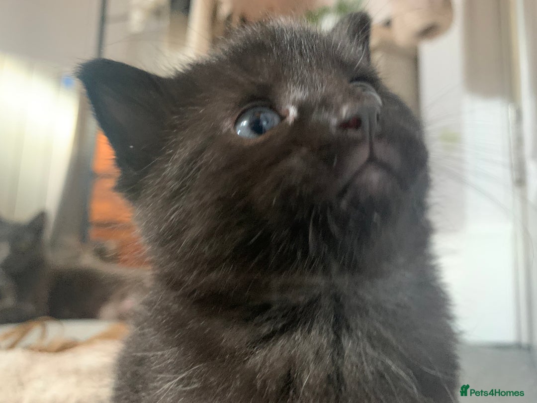 Mixed Breed cats for sale: Black Mixed Breed Kittens - Image 10