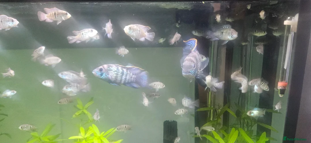 Cichlids fish for sale: Blue hybrid acara cichlid  in London - Advert 2