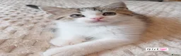 British Shorthair cats for sale: Adorable Brittish Shorthair kittens🐱 - Advert 5